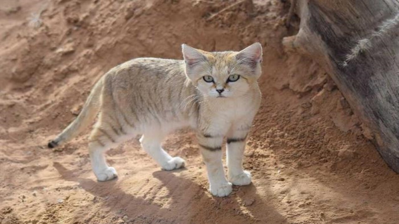 معلومات عن "القط الرملي" بعد ظهوره في محمية الوعول لأول مره